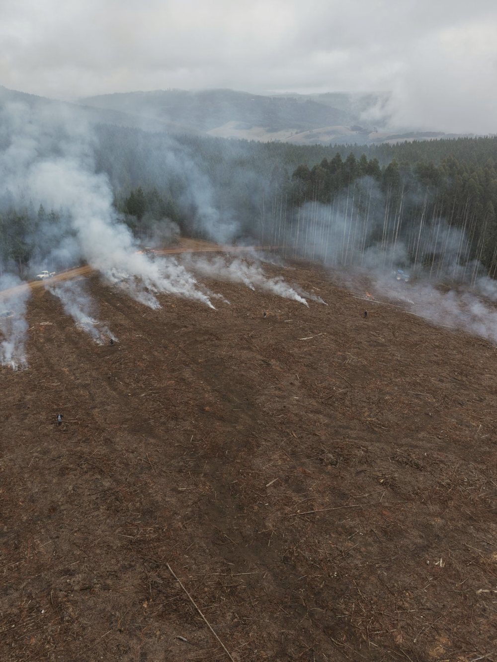 Aerial view of slash being broadcast-burnt on a harvested plantation compartment